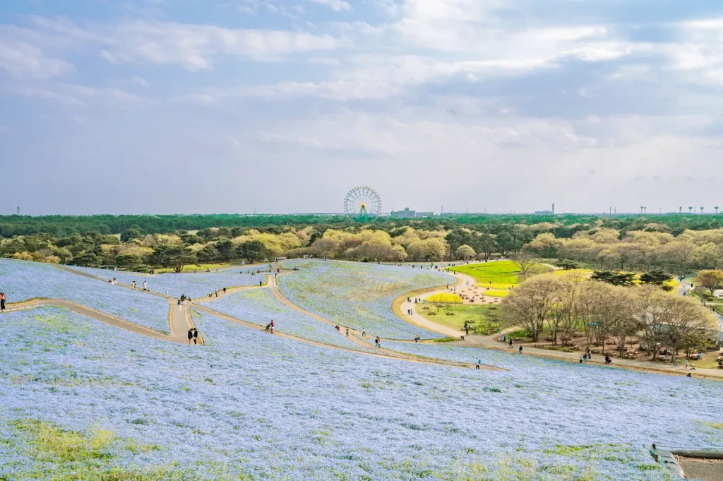 茨城　パパ活　ひたち海浜公園